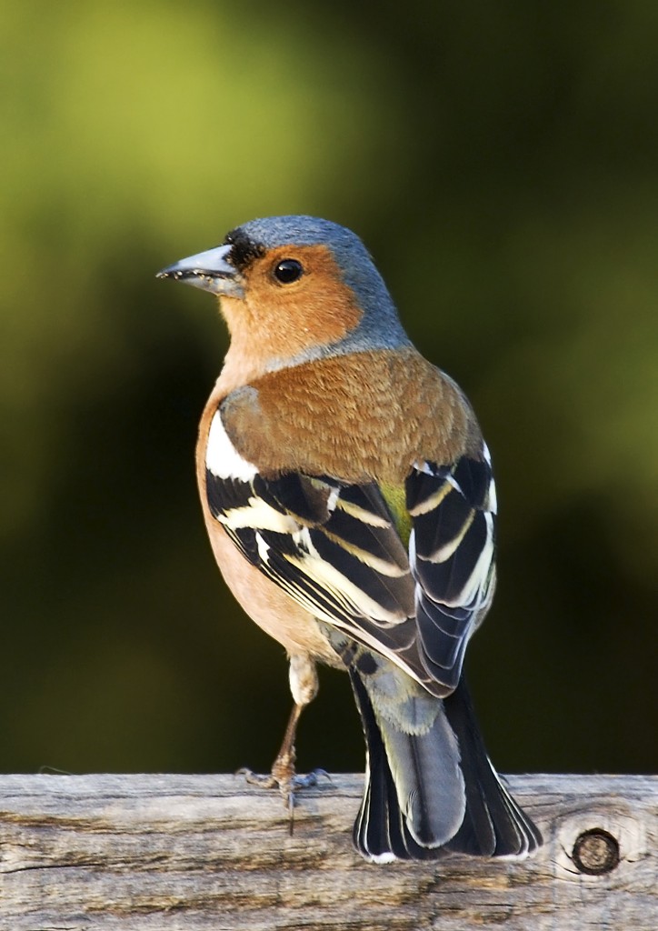 ({{Information |Description=Fringilla coelebs (chaffinch), male |Source=Own photo |Date= 21 April 2007 |Author=Self: Commons user MichaelMaggs Edited by: Arad |other_versions=[[Image:Fringilla coelebs (chaffinch), male.j)